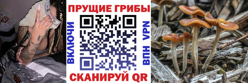 Псилоцибиновые грибы Psilocybine cubensis Воркута